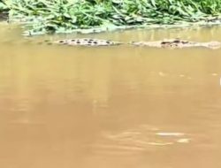 Heboh , Lagi lagi Buaya Jenis Katak di temukan di anak Sungai Batang hari desa Sipin Teluk duren Kumpe Ulu